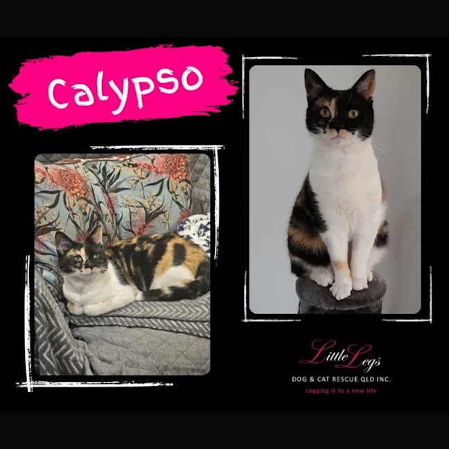 Photo of Calypso 