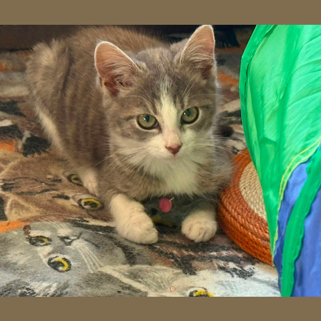 Photo of Mozart ** 2nd Chance Cat Rescue**