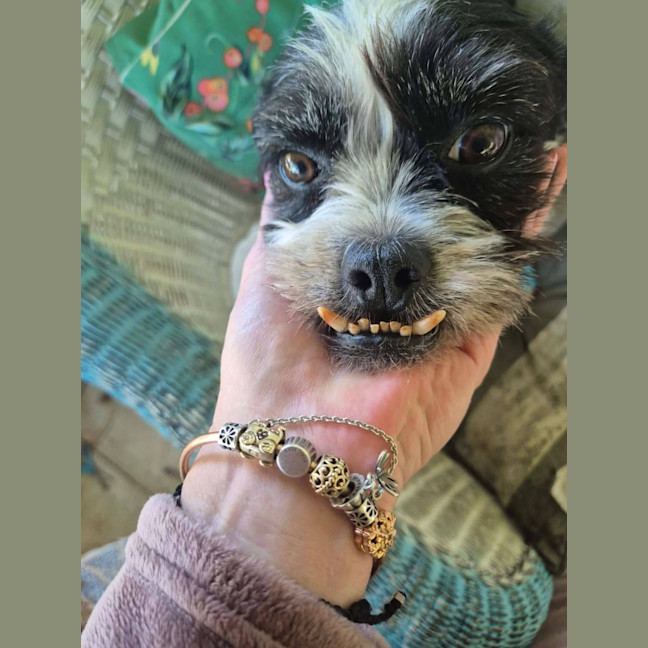 Photo of Mutley