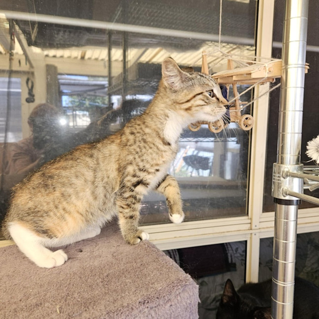 Photo of Calla  ** 2nd Chance Cat Rescue**