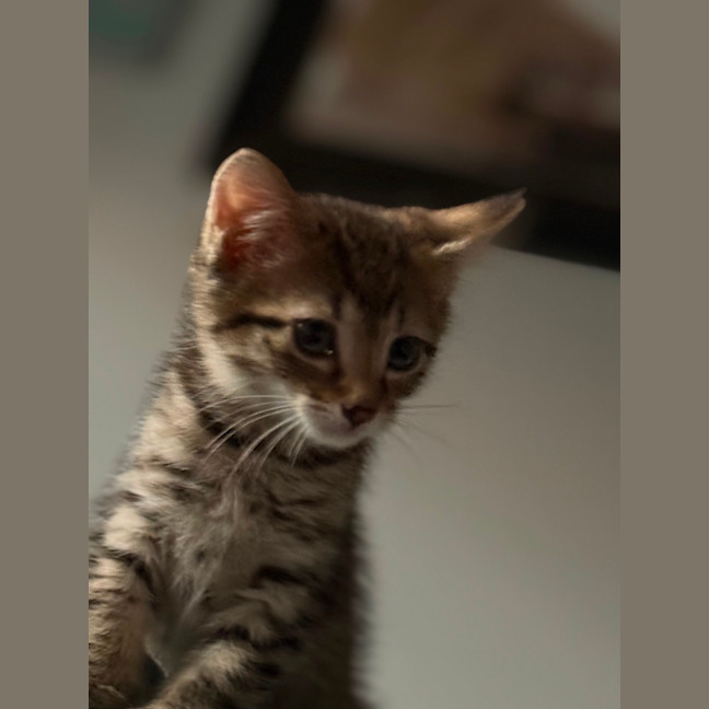 Photo of Rosie