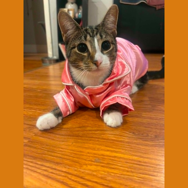 Photo of Pumpkin