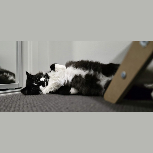 Photo of Mrs Tux