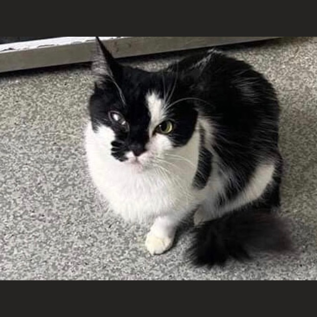 Photo of Oreo💗