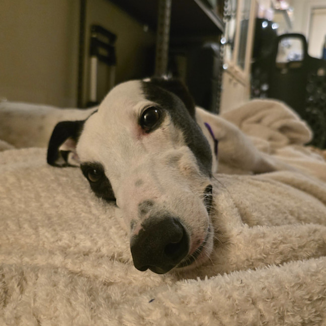 Photo of Blinky Bill