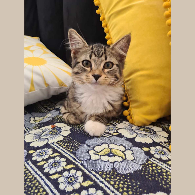 Photo of Twinkle Tail