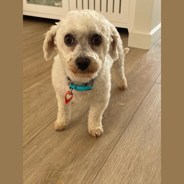 Photo of Little Miss Terra 