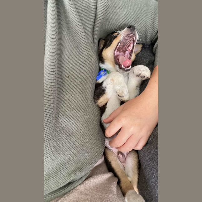 Photo of Clover   8 Week Old Kelpie X (Trial)