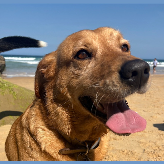 Photo of Millie   6 Year Old Lab X Kelpie