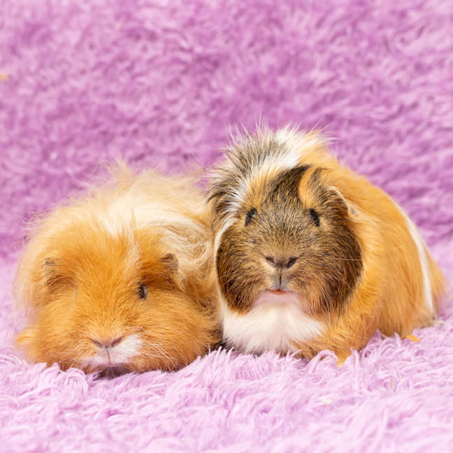 Photo of Nugget