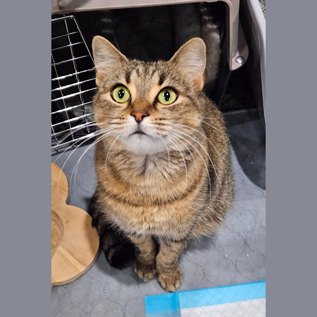 Photo of Tora