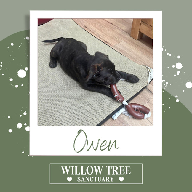 Photo of Owen