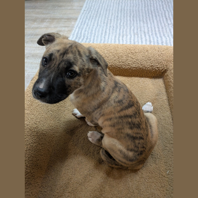 Photo of Daffodil