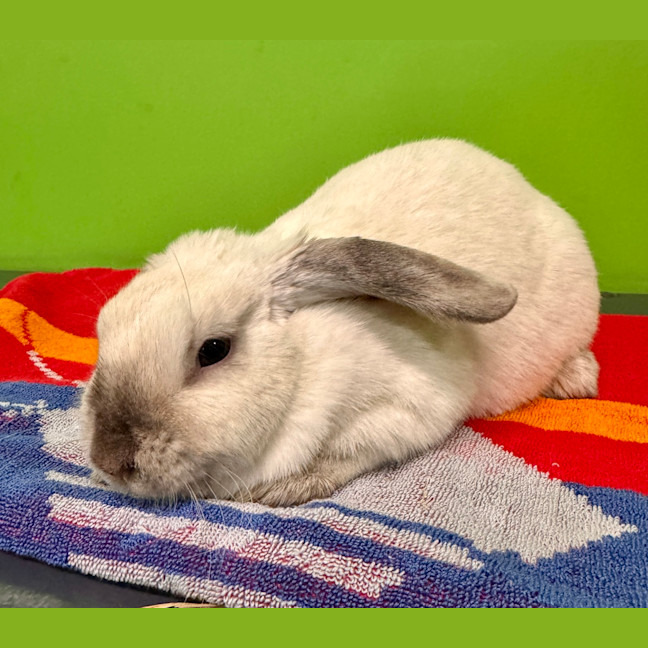 Photo of Violet