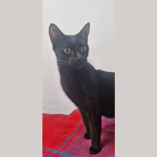 Photo of Catnap   Petstock Invermay