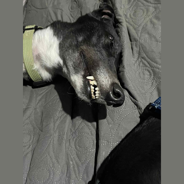 Photo of Boo