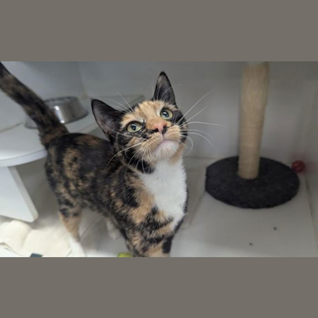 Photo of Willow