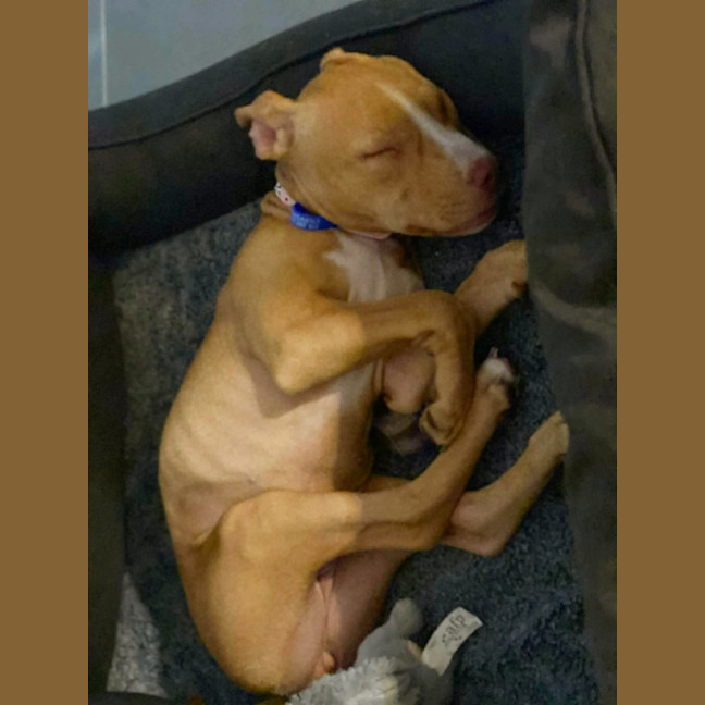 Photo of Susie   5 Month Old Staffy X