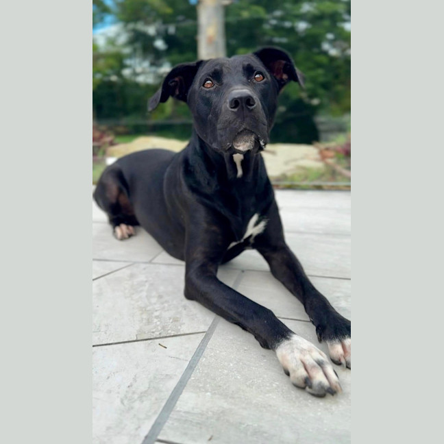 Photo of Tasha *$350 Adoption Fee*