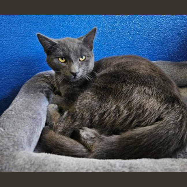 Photo of Love Machine 