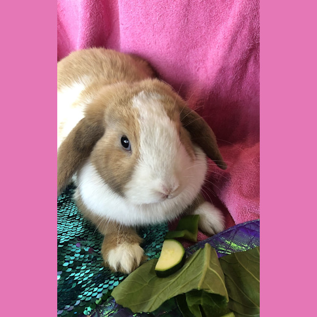 Photo of Oat (Bonded With Muesli)