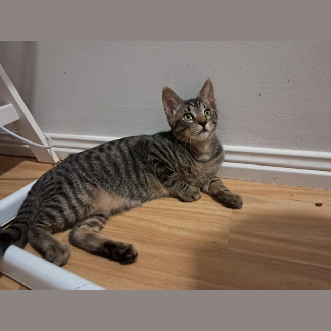 Photo of Milo