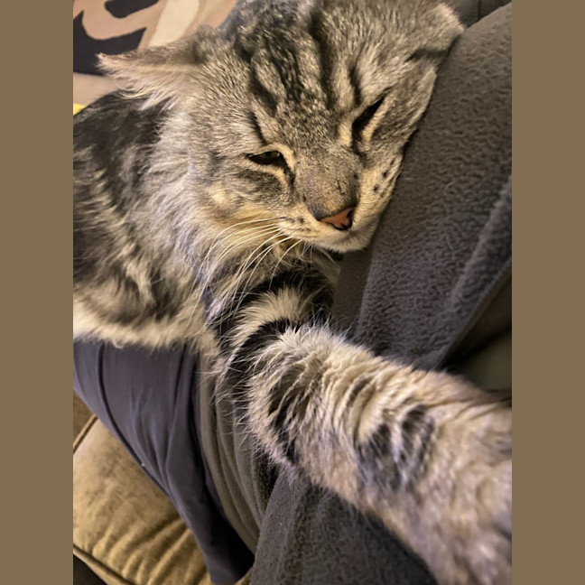 Photo of Samson 