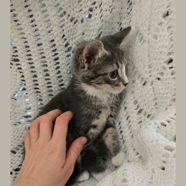 Photo of Maddox