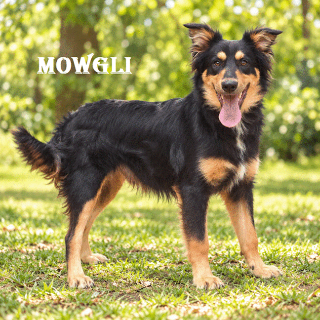 Photo of Mowgli