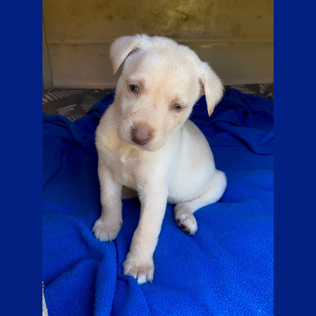 Photo of D1058 Kelso