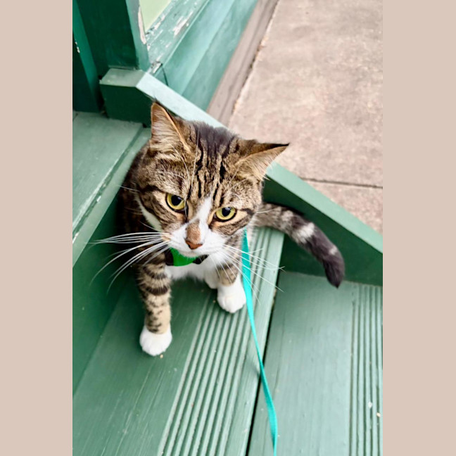 Photo of Maple