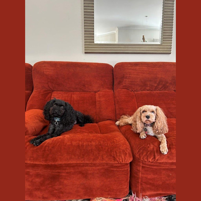 Photo of Sherlock And Willow Picton