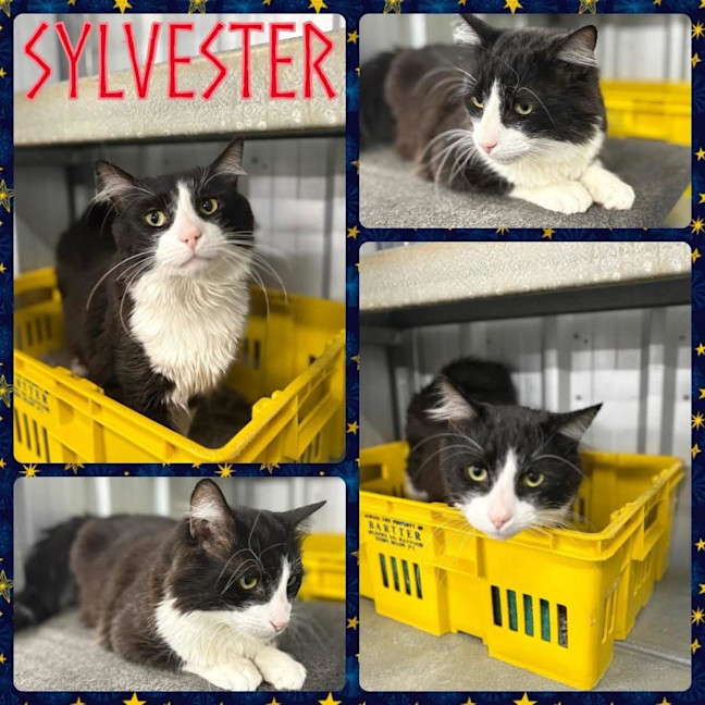 Photo of Sylvester