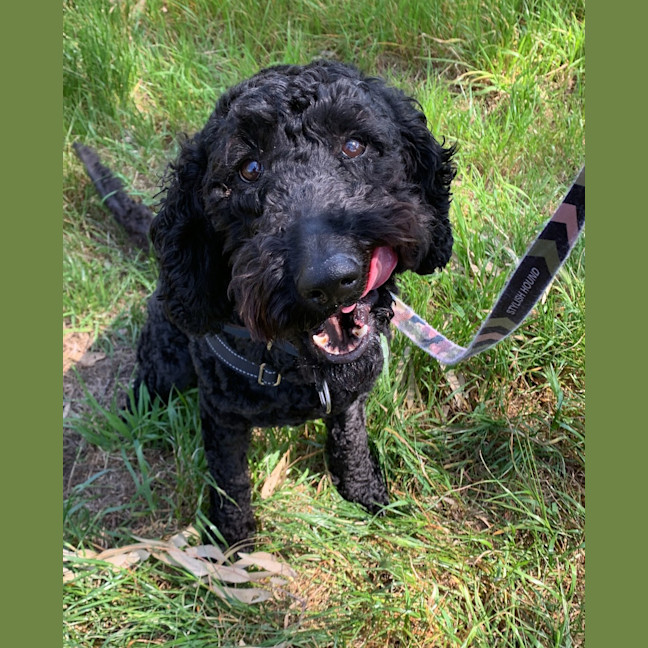 Photo of Scout