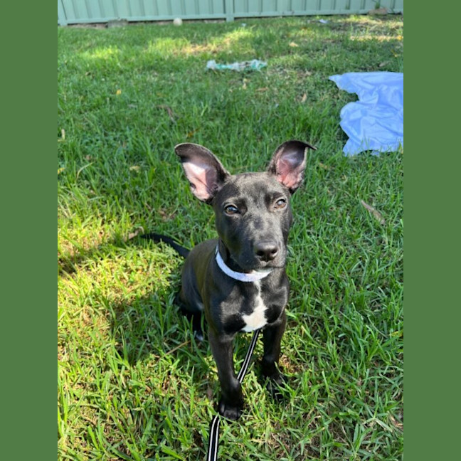 Photo of Milo