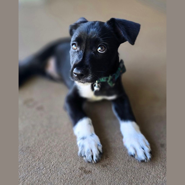 Photo of Pepper
