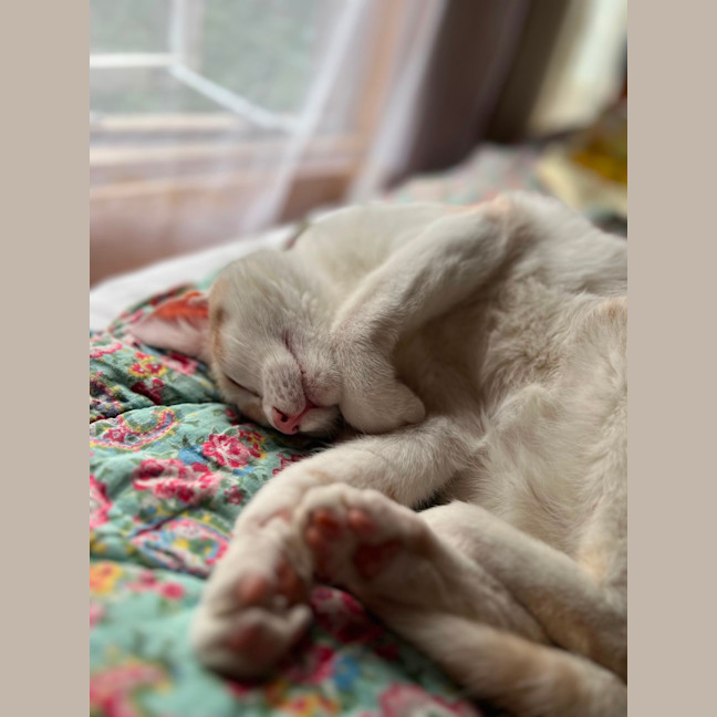 Photo of Dougal   Reduced Adoption Fee