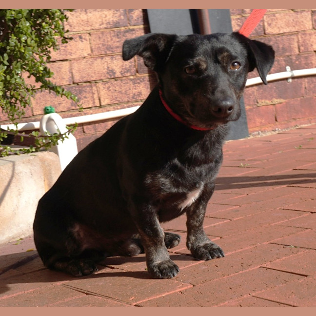 Photo of Brinkley