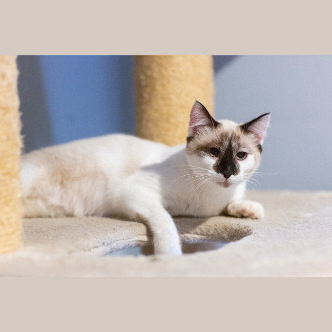 Photo of Willow 😻🌈