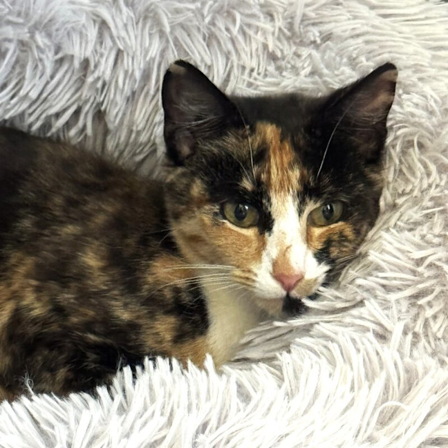 Photo of Precious