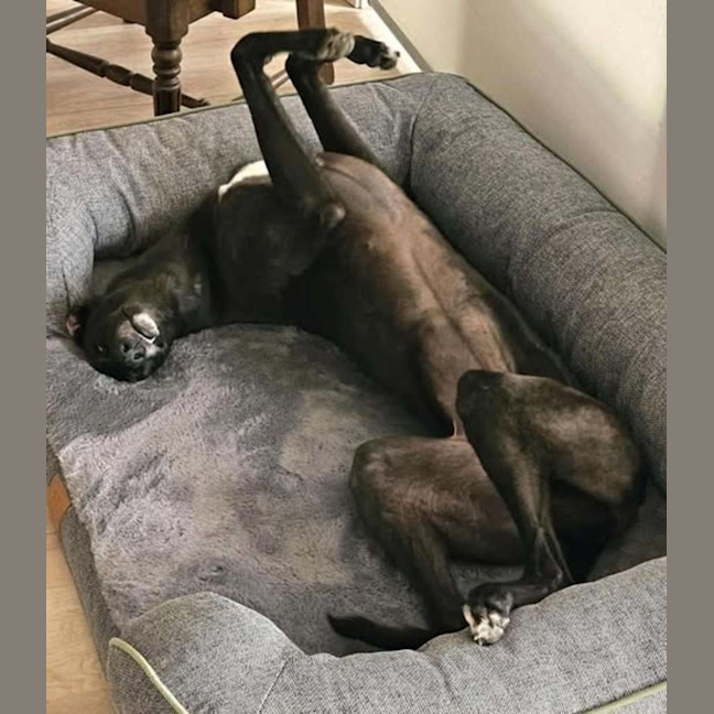 Photo of Freda, The Greyhound