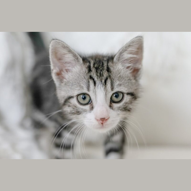 Photo of Jasper