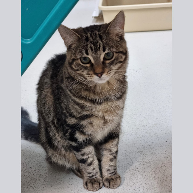 Photo of Fizz