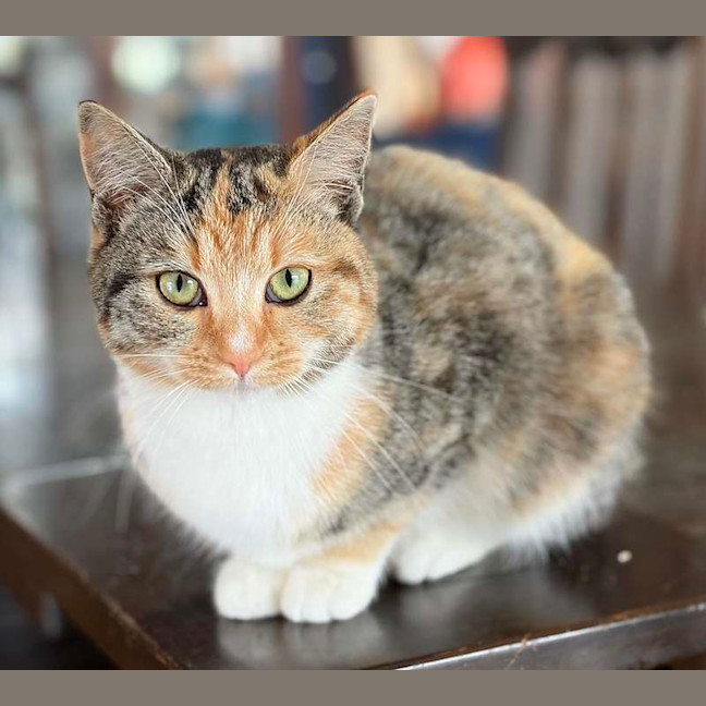 Photo of Foxtrot