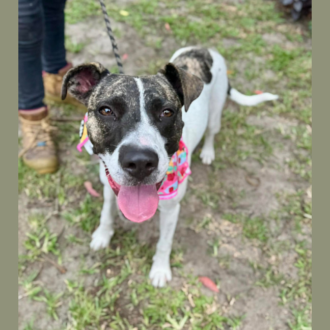 Photo of Tia *$250 Adoption Fee*