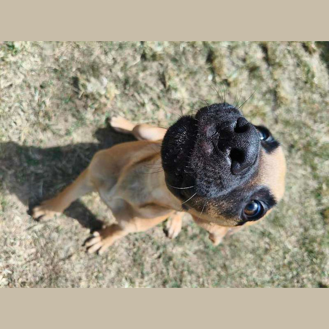 Photo of Scooby