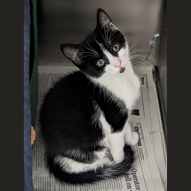 Photo of Sylvester