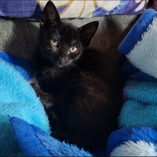 Photo of Opal