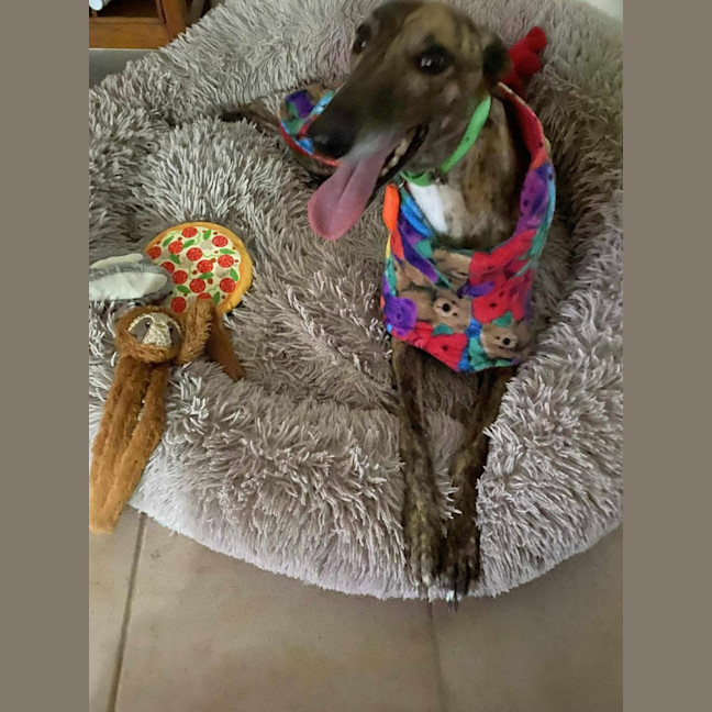 Photo of Roxy, The Greyhound