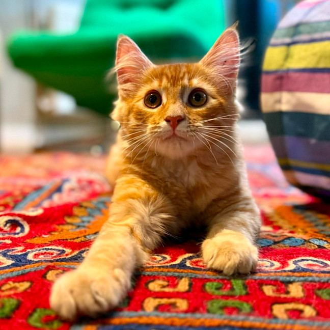 Photo of Salsa   In Foster Care In Brunswick East